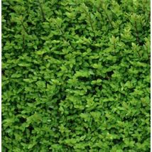 Lonicera nitida 'Elegant' - Örökzöld mirtuszlonc CS14
