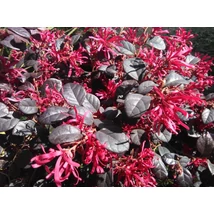 Loropetalum chinense Black Pearl ball - Kínai rojtos virág CLT15