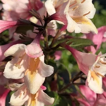 Weigela 'Vintage Love' - Törpe rózsalonc  K4,5 20-40