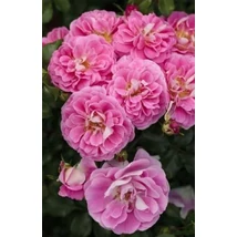 Rosa Lovely Pink - Talajtakaró rózsa K1,5