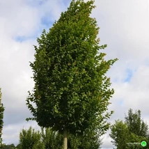 Carpinus betulus 'Frans Fontaine' – Oszlopos gyertyán 250/300 10/12
