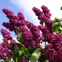 Syringa vulgaris 'Andenken an Ludwig Spath' - Bíborpiros orgona K5l 40/60