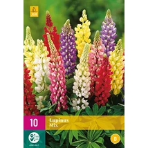 Jub Lupinus Csillagfürt mix 10 db