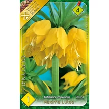 Császárkorona Fritillaria Lutea 1-db-os
