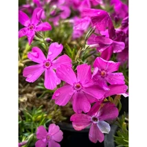 Phlox subulata 'Atropurpurea' - Árlevelű lángvirág CS14