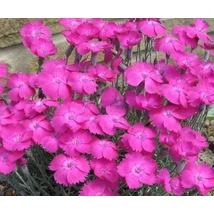 Dianthus gratianopolitanus ‘Whatfield Magenta’ – pünkösdi szegfű CS9