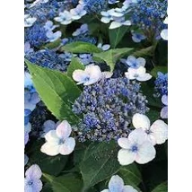 Hydrangea serrata 'Magic Pillow' K3 - Érdeslevelű hortenzia K2 20-40