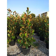 Magnolia grandiflora Gallisoniensis - Örökzöld magnólia C285 300/350