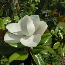 Magnolia grandiflora 'Blanchard' – Örökzöld liliomfa 50/60