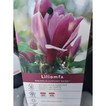 Magnolia liliflora mix - Liliomfa mix K2