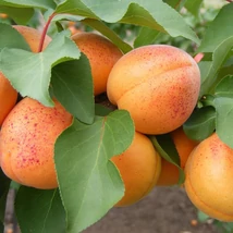 Gyümölcsfa Magyar kajszibarack K9 150/200