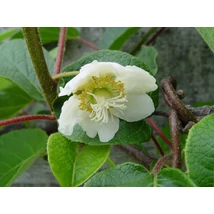 Actinidia deliciosa 'Male' - Hayward kivi porzója 50/60 K2