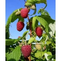 Málnavessző Folytontermő