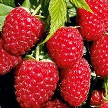 Málnavessző Fertődi Zamatos