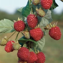 Rubus idaeus Zefa Herbsternte - Bőtermő kései málna K2 30/50