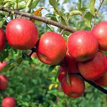 Malus domestica Fuji - Fuji alma K10