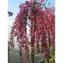 Malus 'Royal Beauty' -Csüngő díszalma K20 6/10 T220