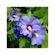 Hibiscus syriacus 'Marina' - Sötétkék virágú törzses mályvacserje K10,5 T60