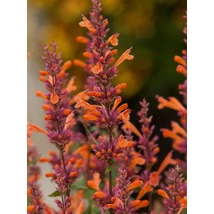 Agastache Mango Tango - Izsópfű D14
