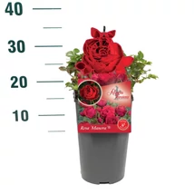 Rosa Manora - Vörös bokorrózsa P19 25 cm