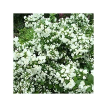 Philadelphus Manteau d'Hermine Törpe jezsámen K4L 40/60