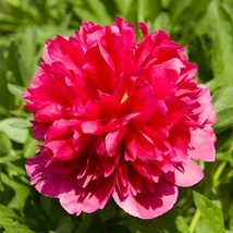 Paeonia 'Many Happy Returns' – Bazsarózsa K3L