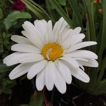 Leucanthemum x superbum 'Snehurka' – Kerti margaréta Cs14