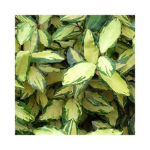 Elaeagnus x ebbingei 'Maryline' Ball– Széleslevelű ezüstfa Maryline Ball K20 40/50