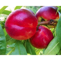 Prunus persica Maria Aurelia - Nektarin K5