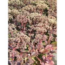 Sedum Matrona- Varjúháj CS9