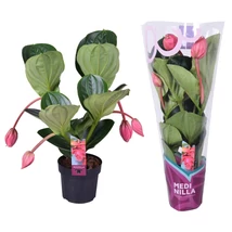 Medinilla Magnifica Flamenco 2 etage 4 Buds in exclusive sleeve - Medinilla Flamenco P17 55 cm