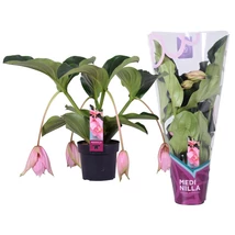 Medinilla Magnifica 2 etage 4 buds in exclusive sleeve - Medinilla P17 55 cm