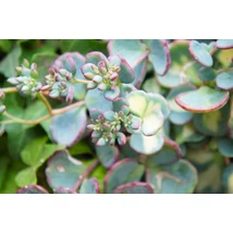 Sedum Sieboldi Mediovariegatum - Varjúháj CS9