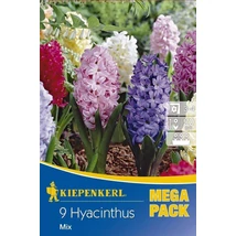 Kiepenkerl Mix vegyes jácint virághagymák MEGA PACK 9db