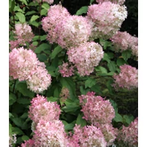 Hydrangea paniculata  'Mega Pearl' - Bugás hortenzia 20-40 C5