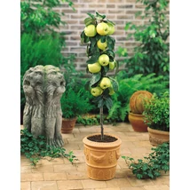 Malus domestica ‘Melo Nano’ – Törpe balkon almafa K10