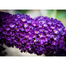 Buddleia davidii 'Buzz Mindnight' - Törpe Nyáriorgona K3