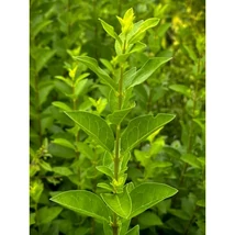 Ligustrum ovalifolium -Miki Széleslevelű fagyal CS9 20/30