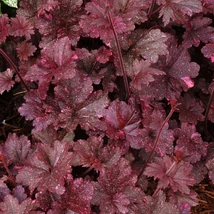 Heuchera Midnight Rose - Tűzeső Cs14