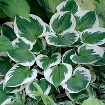 Hosta fortunei ‘Minuteman’ – árnyékliliom Cs14