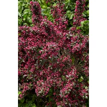 Weigela florida 'Minor Black Verweig - Törpe mélybordó rózsalonc K2 40-60