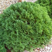 Juniperus x media 'Mint Julep' - Zöld terülő boróka Gömb 30/50 FL