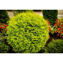 Thuja occidentalis ‘Mirjam’ – Arany törpe tuja K2 15/20