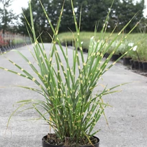 Miscanthus sinensis Strictus -  Fehércsíkos zebrafű CS14