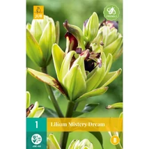Jub Holland Liliom Mistery Dream virághagyma 1-db