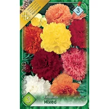 Begónia Fimbriata Mixed 3db/cs