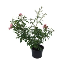 Rosa mix - terülő, talajtakaró ágyásrózsa K2 20/40