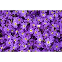 Aubrieta 'Axcent Light Blue' - Pázsitviola világos lila CS17