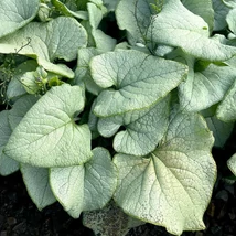 Brunnera macrophylla 'Alexandria' -  Kaukázusi nefelejcs Cs14