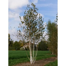 Betula utilis var jacquemontii - Himalájai nyír fehértörzsű K70 10/12